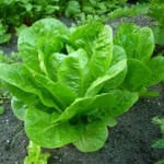 how to store lettuce